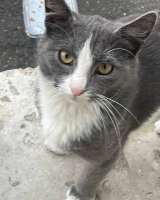 Кот ДымОК ищет дом