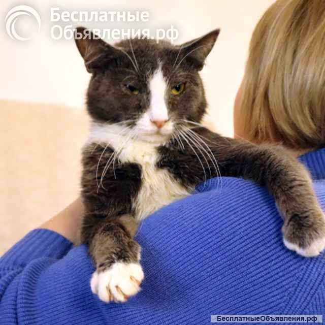 Кот ДымОК ищет дом