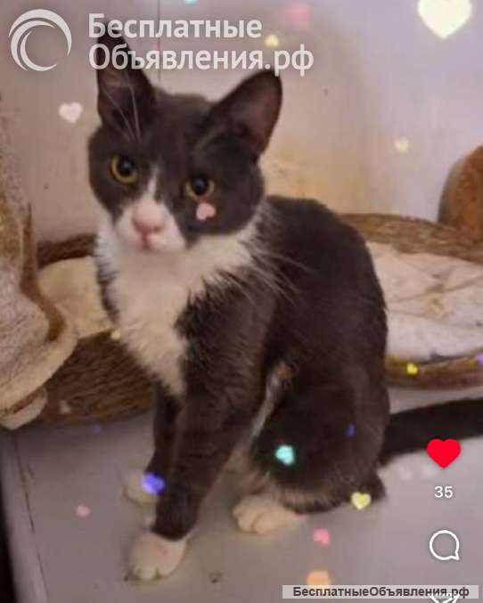 Кошка Анечка ищет дом