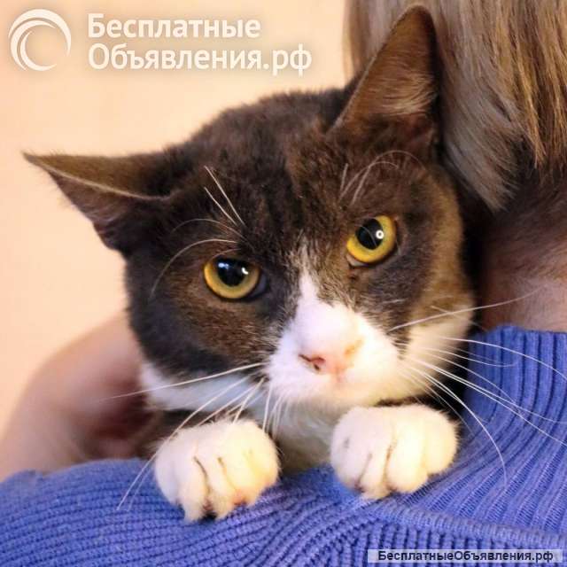 Кошка Анечка ищет дом