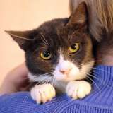 Кошка Анечка ищет дом