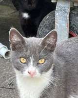 Кошка Анечка ищет дом