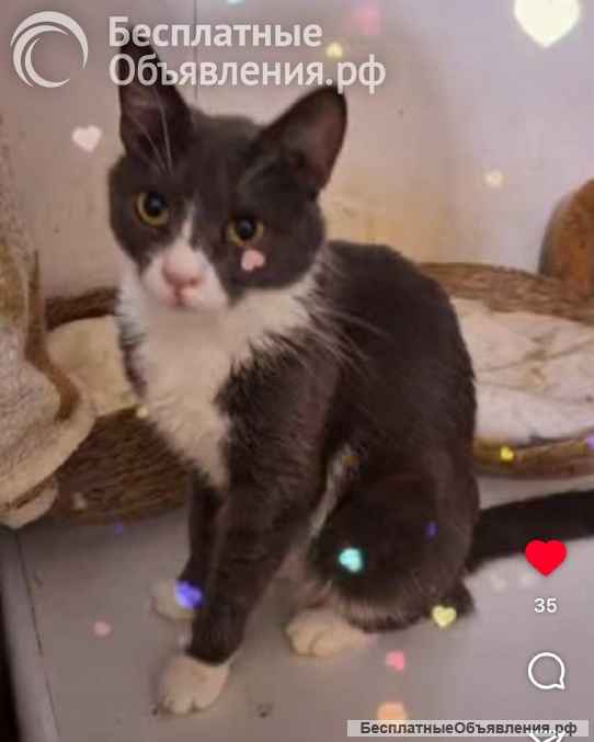 Кошка Анечка ищет дом