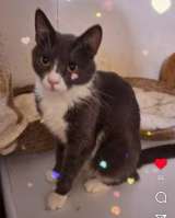 Кошка Анечка ищет дом