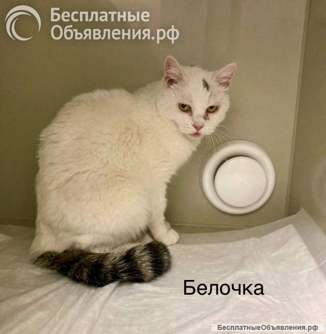 Кошка Белочка ищет дом