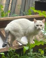 Кошка Белочка ищет дом