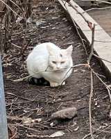 Кошка Белочка ищет дом