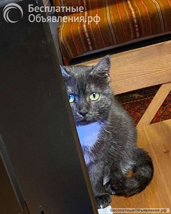 Кошка Варя ищет дом