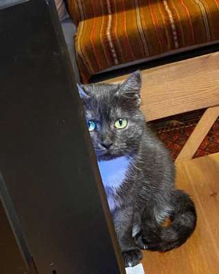 Кошка Варя ищет дом