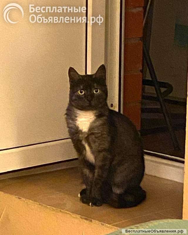 Кошка Варя ищет дом
