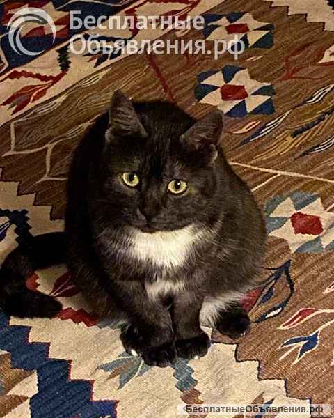 Кошка Варя ищет дом