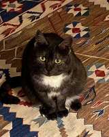 Кошка Варя ищет дом