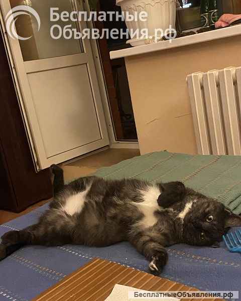 Кошка Варя ищет дом