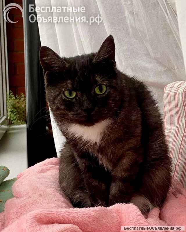 Кошка Варя ищет дом