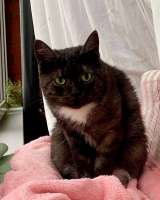 Кошка Варя ищет дом