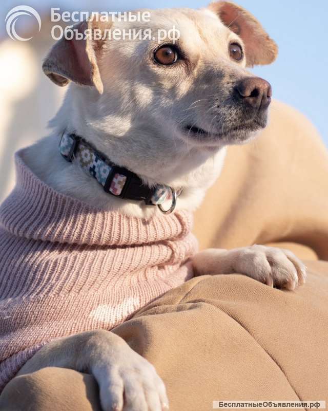 Небольшая собачка Луна ищет дом