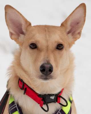 Небольшая собачка Луна ищет дом