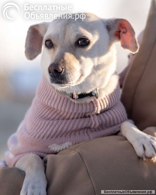 Небольшая собачка Луна ищет дом