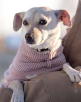 Небольшая собачка Луна ищет дом