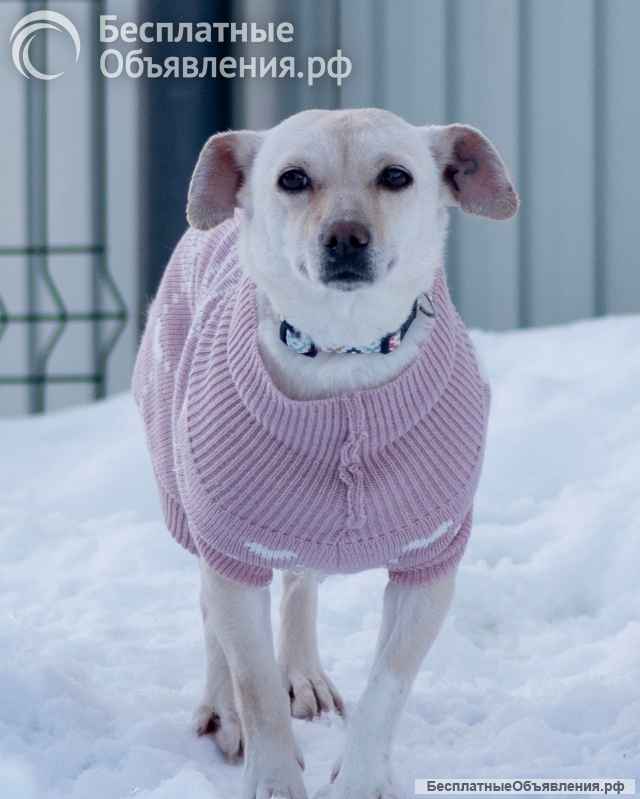 Небольшая собачка Луна ищет дом