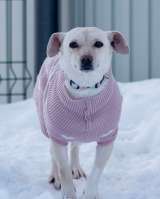 Небольшая собачка Луна ищет дом