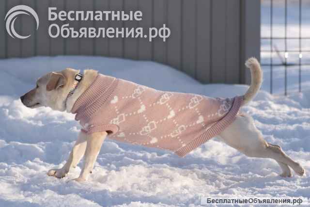 Небольшая собачка Луна ищет дом