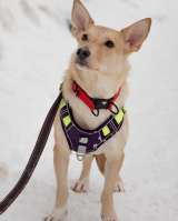 Небольшая собачка Луна ищет дом