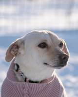 Небольшая собачка Луна ищет дом