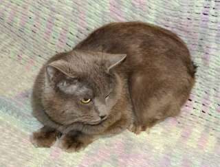 Ясон, кот-подкидыш, который всё ещё ждёт своего человека