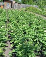 Земельный участок