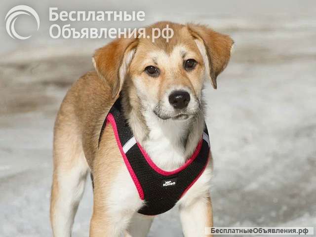 Ласковая и нежная девочка-щенок Лилу ищет дом