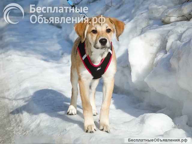 Ласковая и нежная девочка-щенок Лилу ищет дом