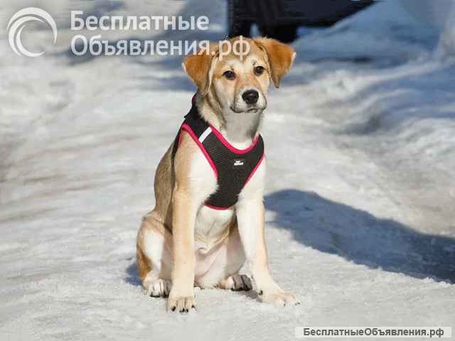 Ласковая и нежная девочка-щенок Лилу ищет дом