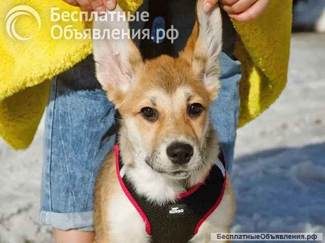 Ласковая и нежная девочка-щенок Лилу ищет дом