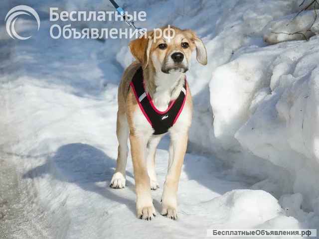 Ласковая и нежная девочка-щенок Лилу ищет дом