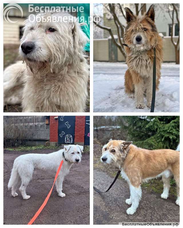 Беляш и Рыжуля, два невероятных пса, которые очень ждут свой дом и человека