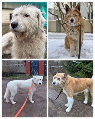 Беляш и Рыжуля, два невероятных пса, которые очень ждут свой дом и человека