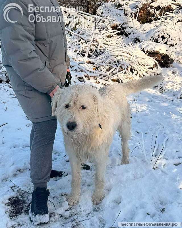 Беляш и Рыжуля, два невероятных пса, которые очень ждут свой дом и человека