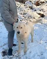 Беляш и Рыжуля, два невероятных пса, которые очень ждут свой дом и человека