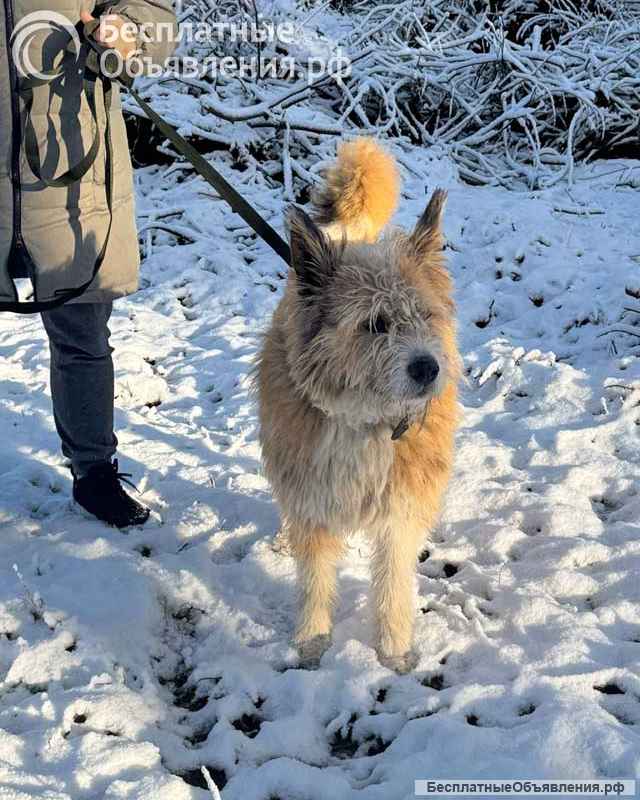 Беляш и Рыжуля, два невероятных пса, которые очень ждут свой дом и человека