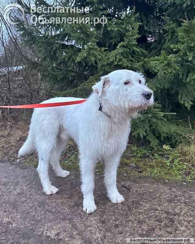 Беляш и Рыжуля, два невероятных пса, которые очень ждут свой дом и человека