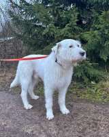 Беляш и Рыжуля, два невероятных пса, которые очень ждут свой дом и человека