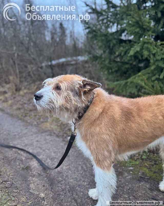 Беляш и Рыжуля, два невероятных пса, которые очень ждут свой дом и человека