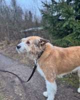 Беляш и Рыжуля, два невероятных пса, которые очень ждут свой дом и человека