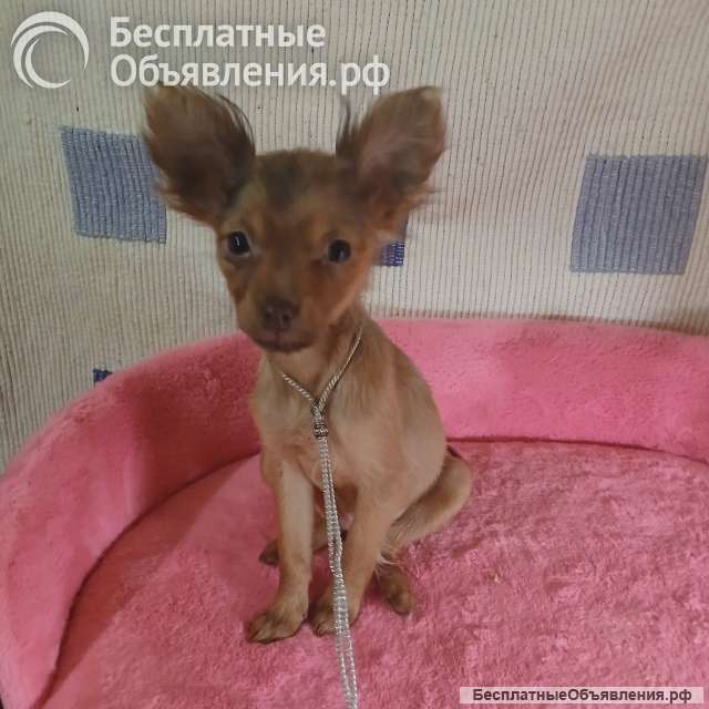 Той-терьер рыжая девочка для души