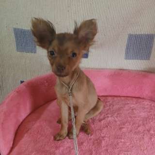 Той-терьер рыжая девочка для души