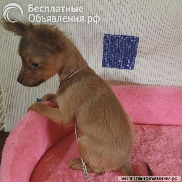 Той-терьер рыжая девочка для души