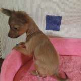 Той-терьер рыжая девочка для души