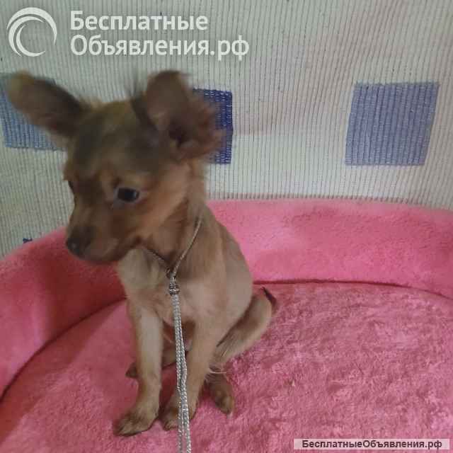 Той-терьер рыжая девочка для души