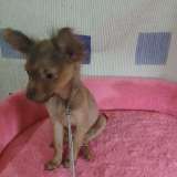 Той-терьер рыжая девочка для души